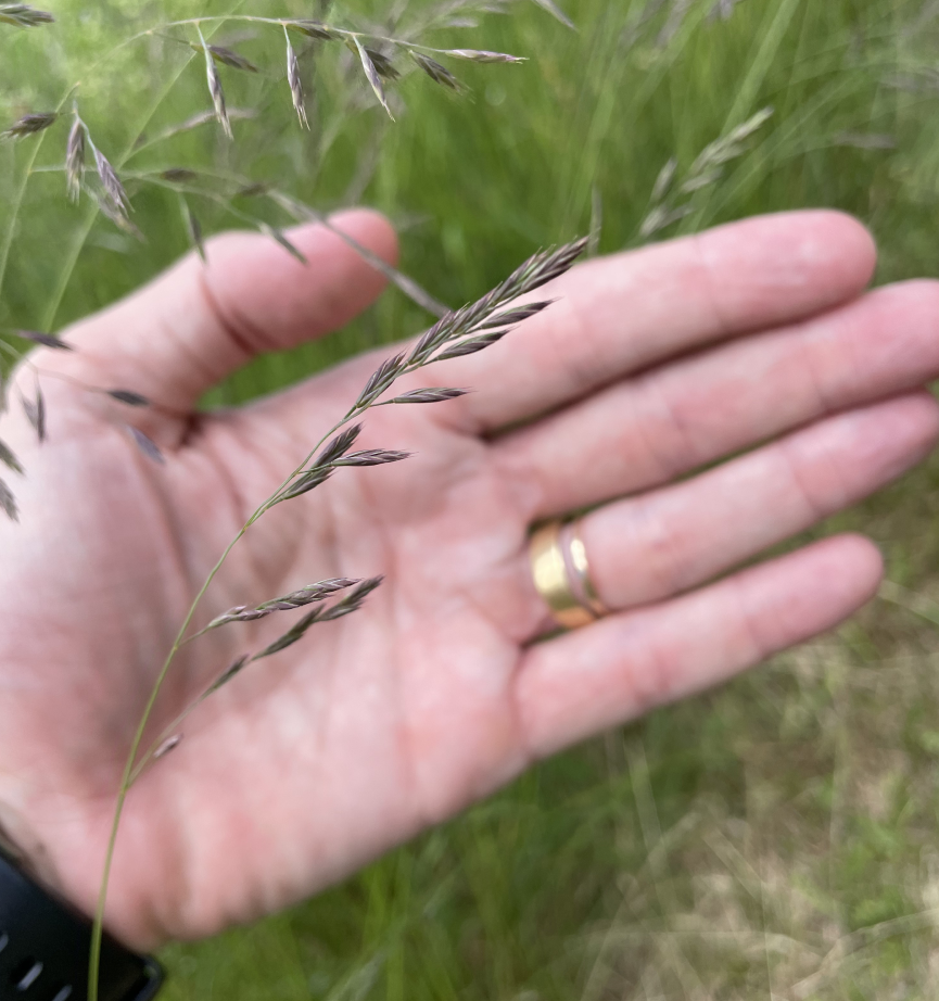 Hands holding native plants