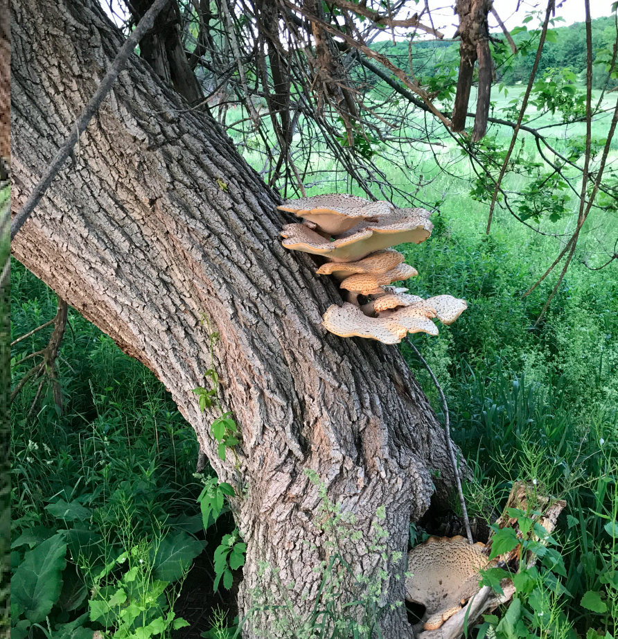 Mushrooms growing on a tree at PLaCE